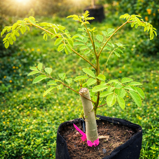 Moringa Texas Tubers